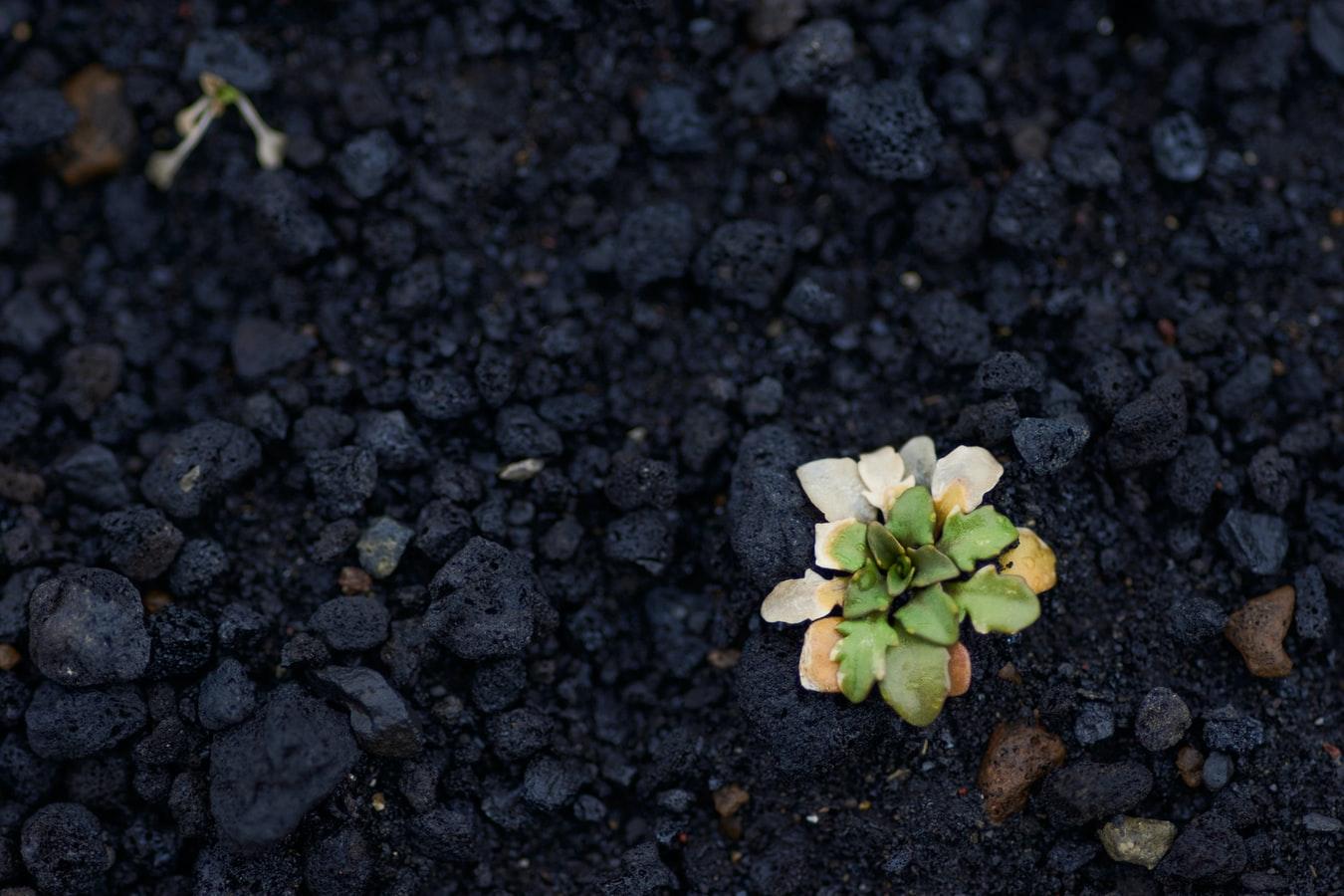 Plant in Coal